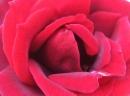 תמונה של ROSE | תמונות