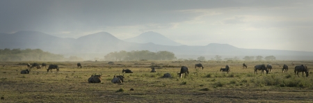 Wildlife