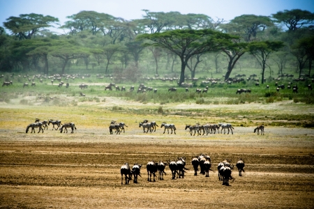 Wildlife