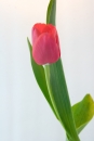 ������ 1