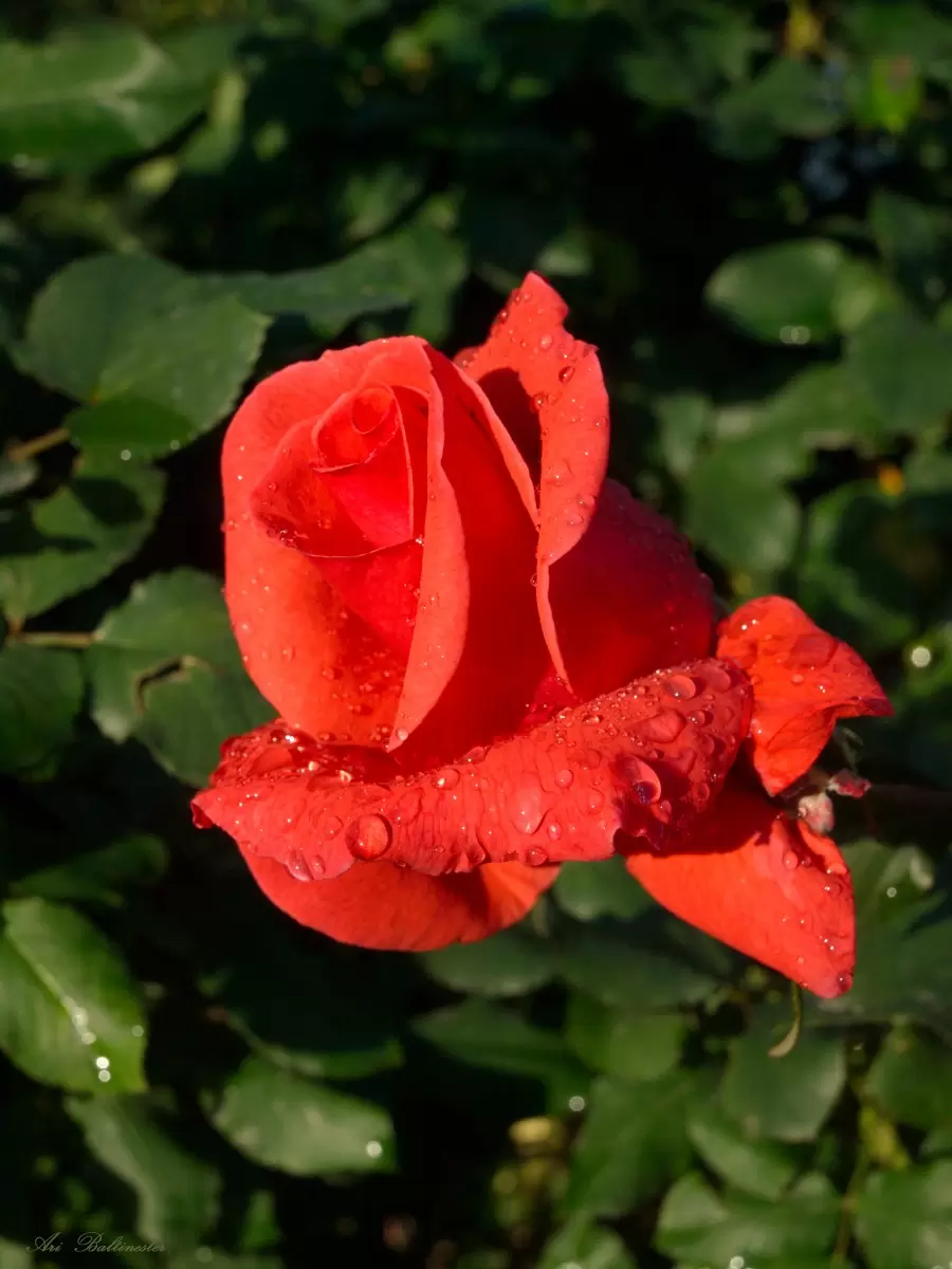 טיפות על ורד - ארי בלטינשטר -  - מק''ט: 141640