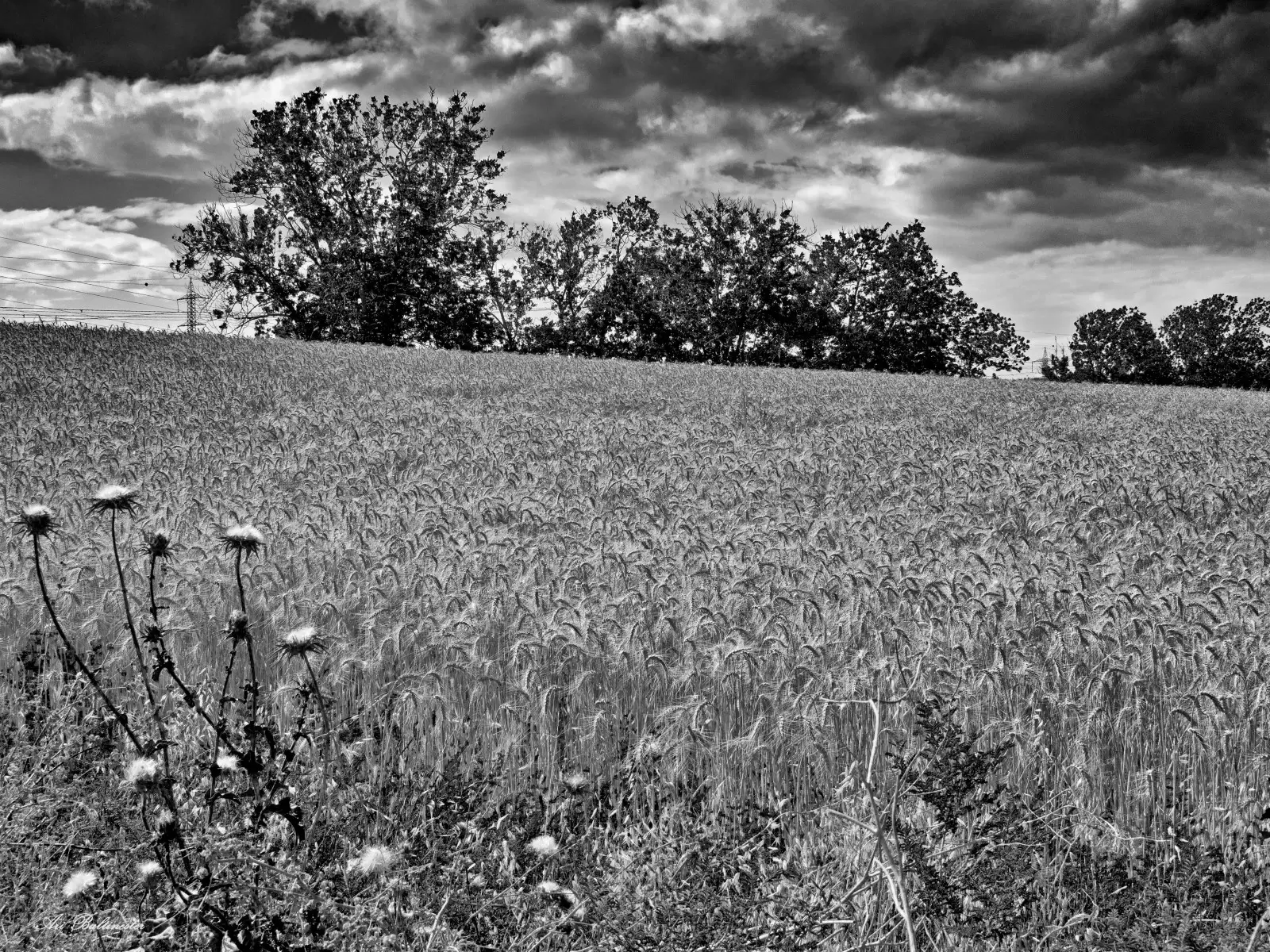 שדות דגן לנצח - ארי בלטינשטר - תמונות שחור לבן  - מק''ט: 202759