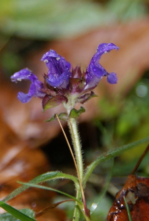 ���� Flora