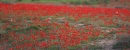 ���� ����