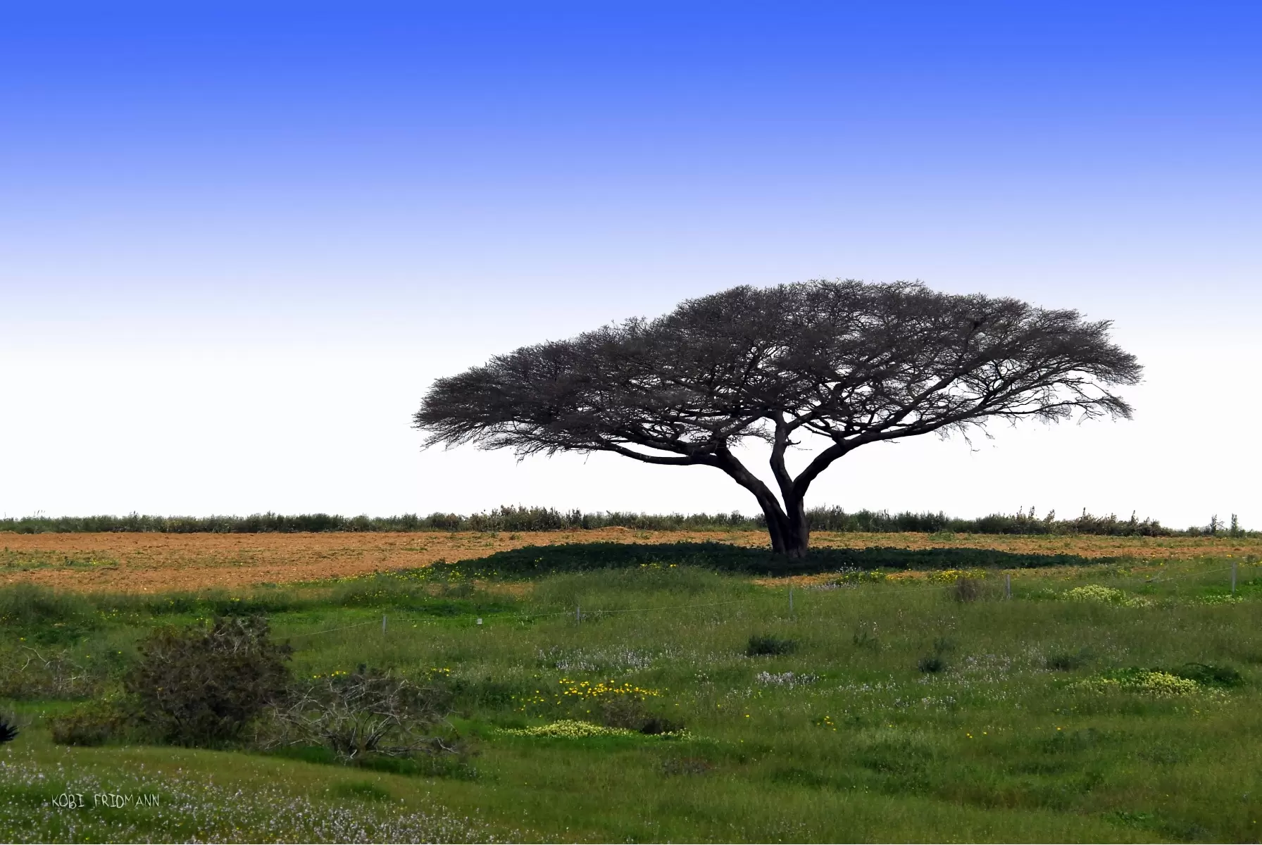 עץ השדה - קובי פרידמן -  - מק''ט: 19600