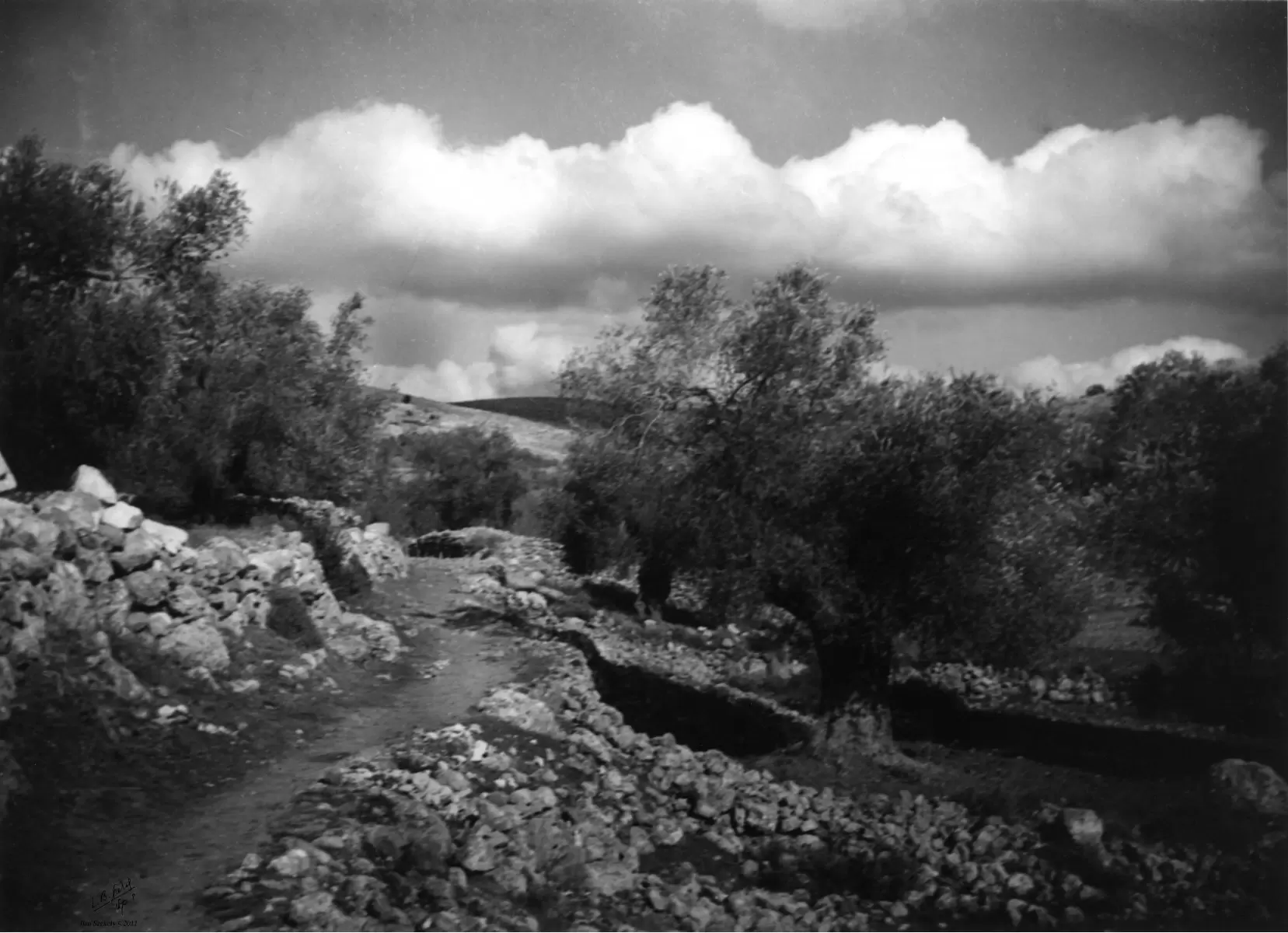 עלאר 1947 - עצי זית - דוד לסלו סקלי -  - מק''ט: 142523