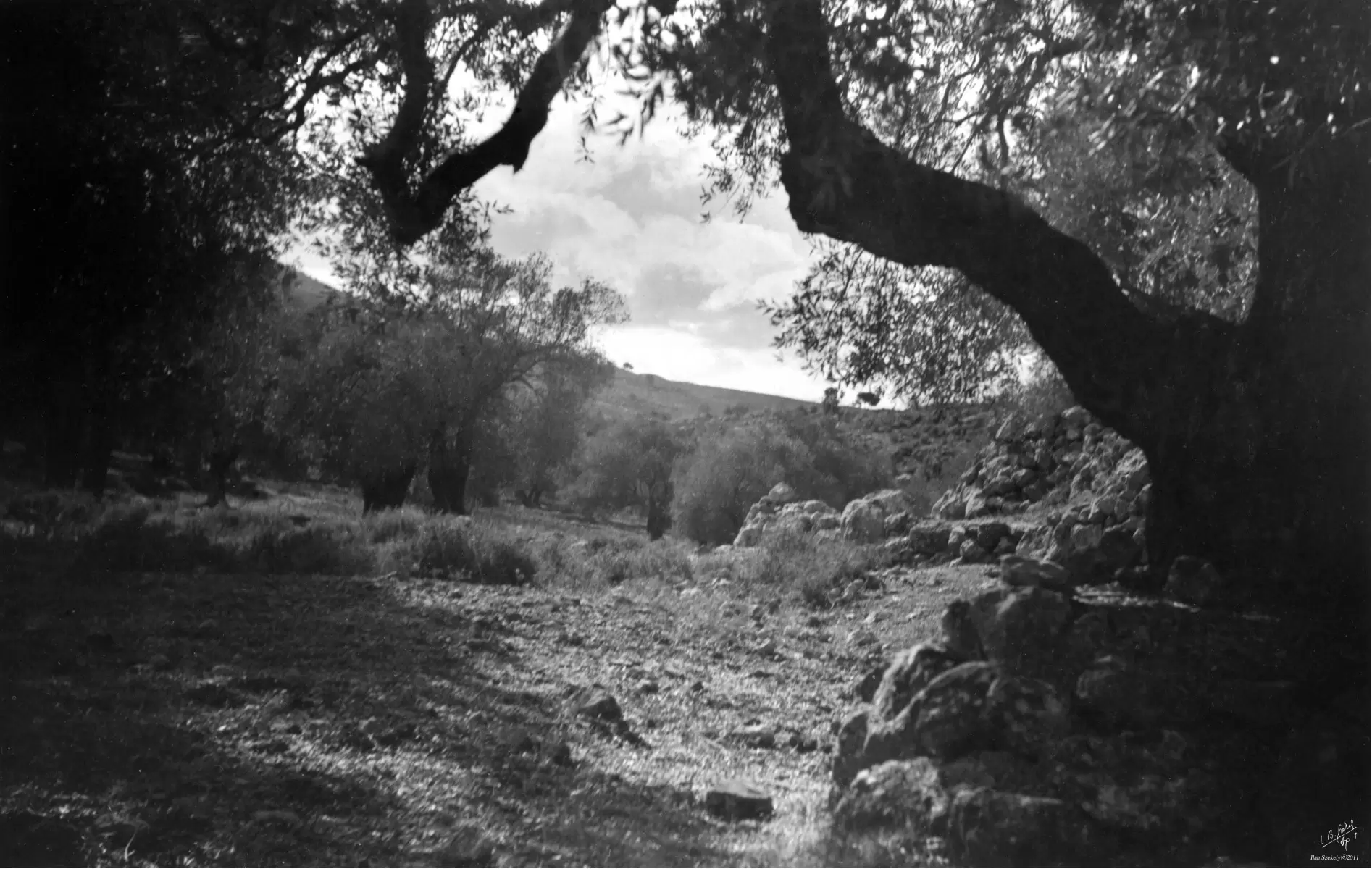 עלאר 1947 - עצי זית - דוד לסלו סקלי -  - מק''ט: 142528
