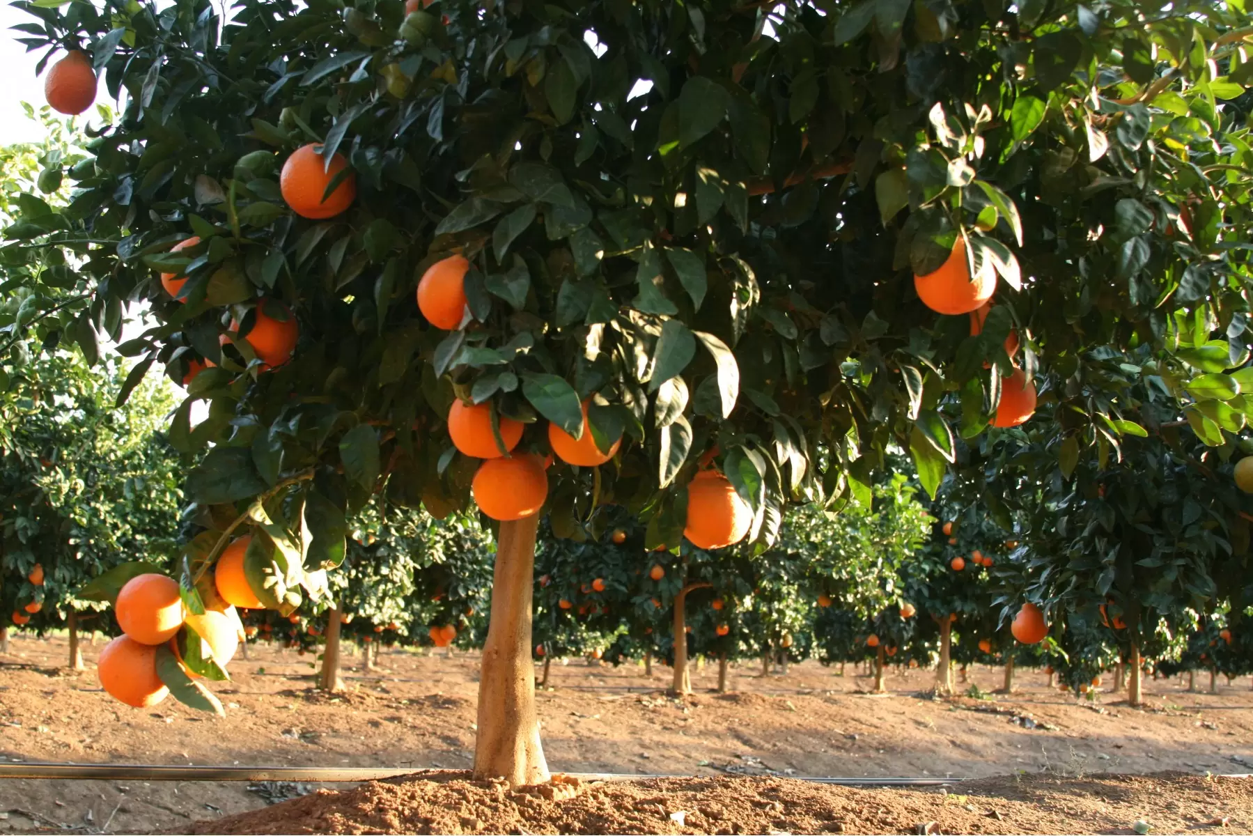 עץ התפוז - מיכל פרטיג -  - מק''ט: 54061