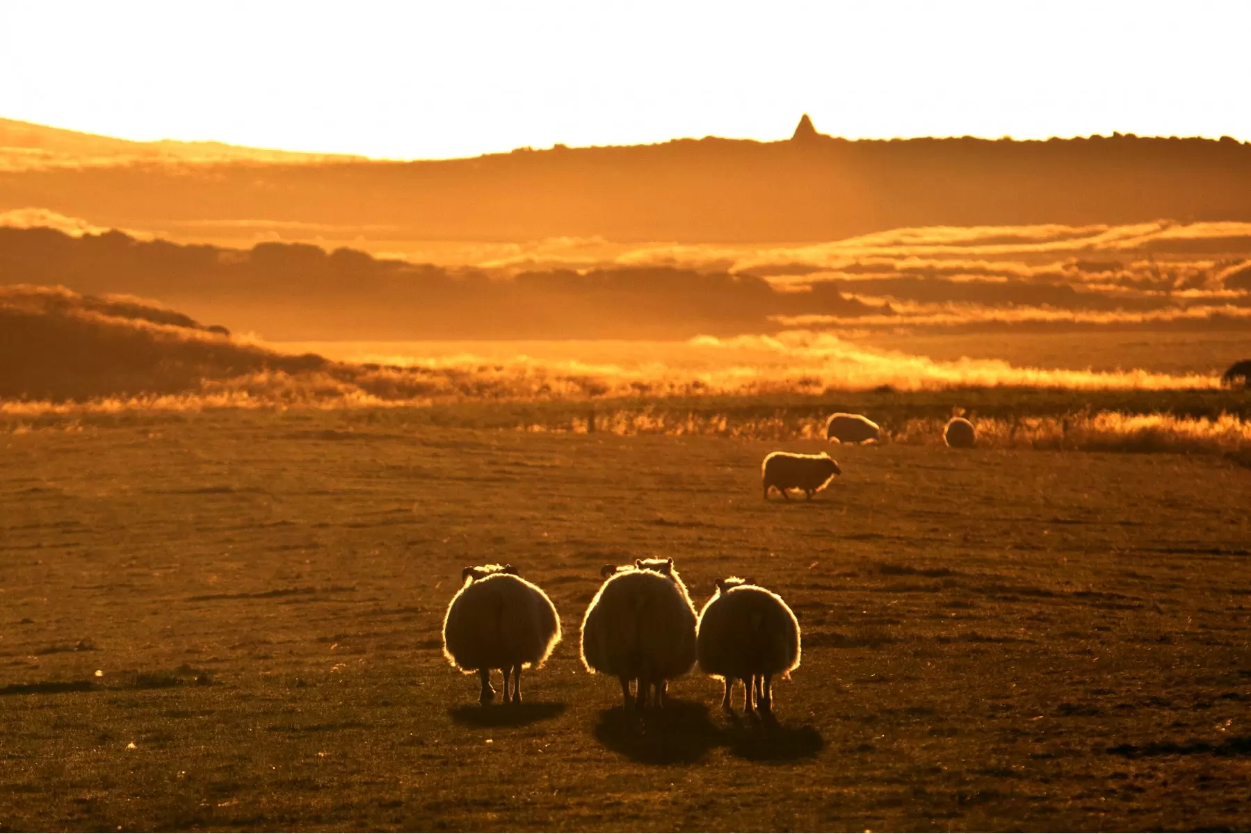 כבשים בזריחה - ניר אלון - נופים יפים  - מק''ט: 176778