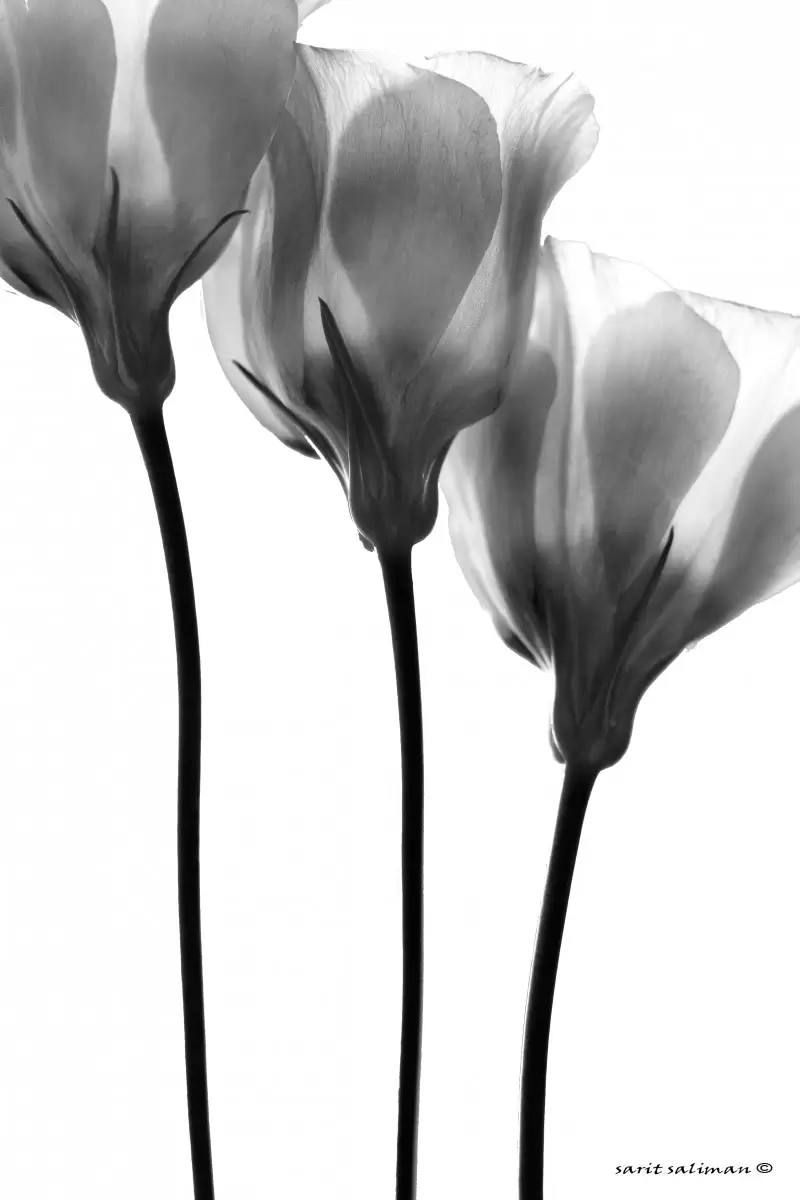 שלישיה שחור לבן - שרית סלימן - סלון בסגנון מינימליסטי תמונות שחור לבן  - מק''ט: 187454