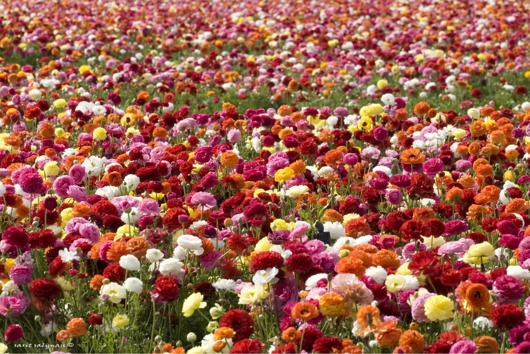 פרחים פרחים - שרית סלימן -  - מק''ט: 187456