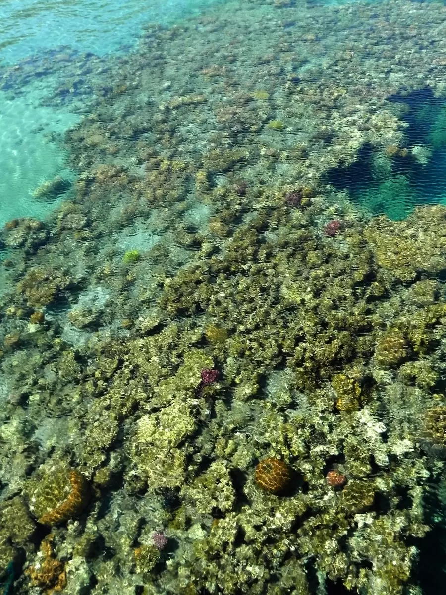 אלמוגים אבסטרקט - משה יפה -  - מק''ט: 156838