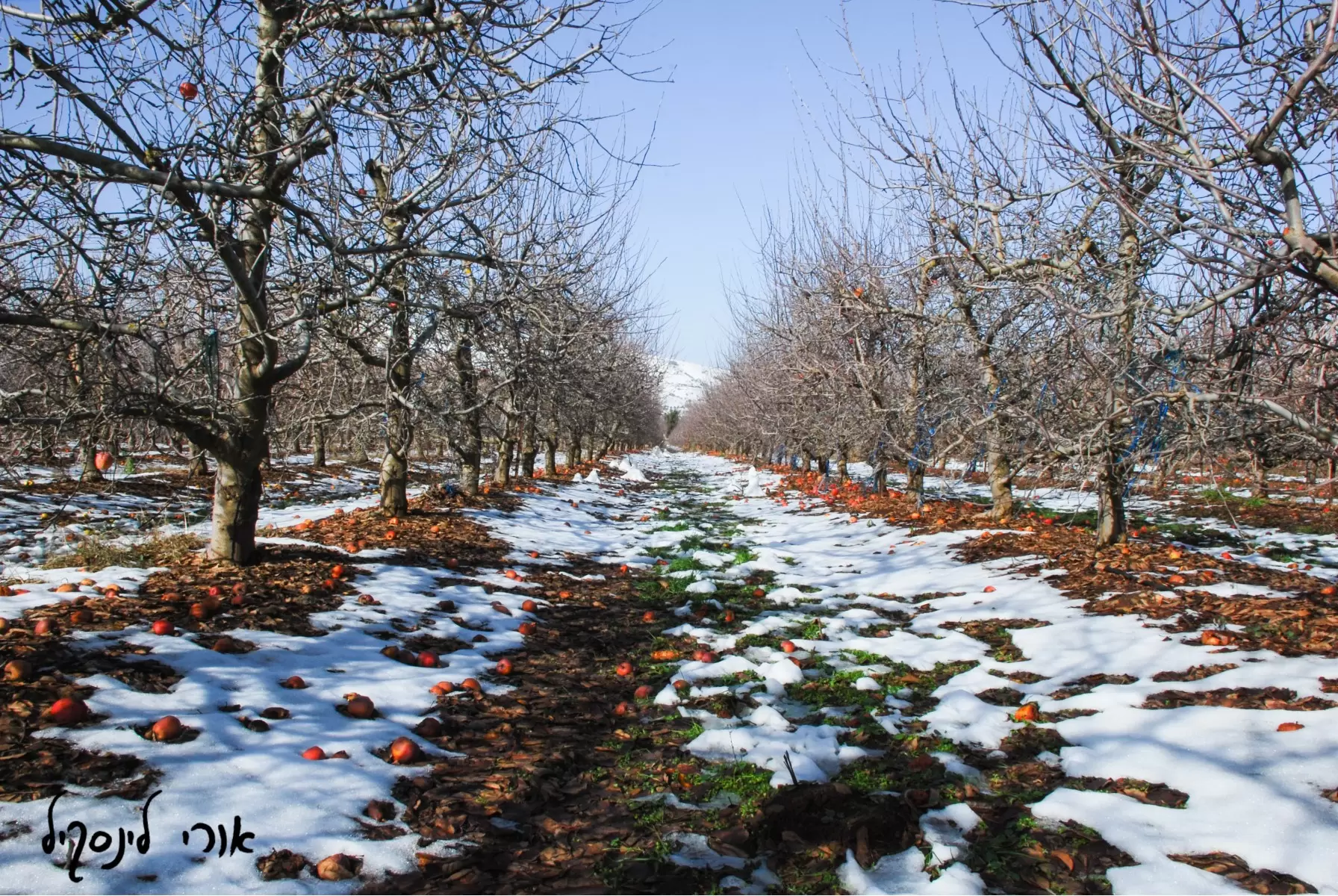 מטע תפוחים בשלג - אורי לינסקיל - תמונות לסלון כפרי  - מק''ט: 211907