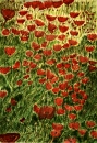 ����� �� poppies | ������