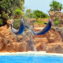 דולפינים