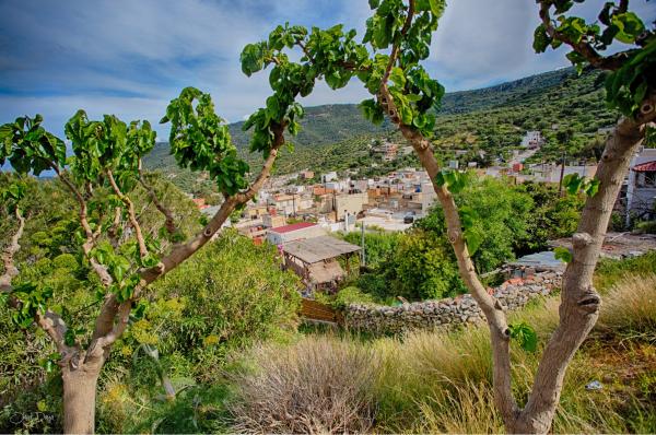 מבעד לעצים – אוהד דאיה | תמונה לסלון בסגנון כפרי