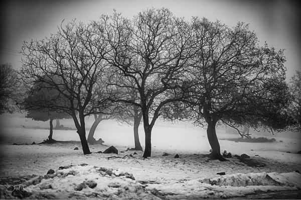 חורף בשחור לבן – אוהד דאיה | תמונה לסלון בסגנון מודרני