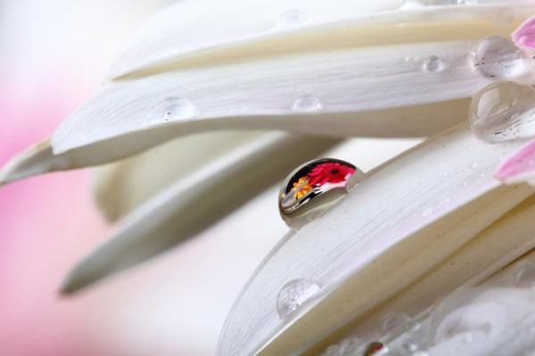 פרחים – ניקולאי טטרצ'וק | תמונה לסלון בסגנון מודרני