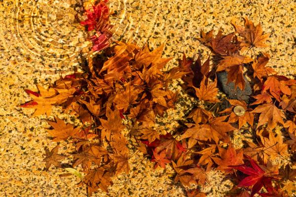 גלי השלכת – דורון טאובר | תמונה לסלון בסגנון כפרי