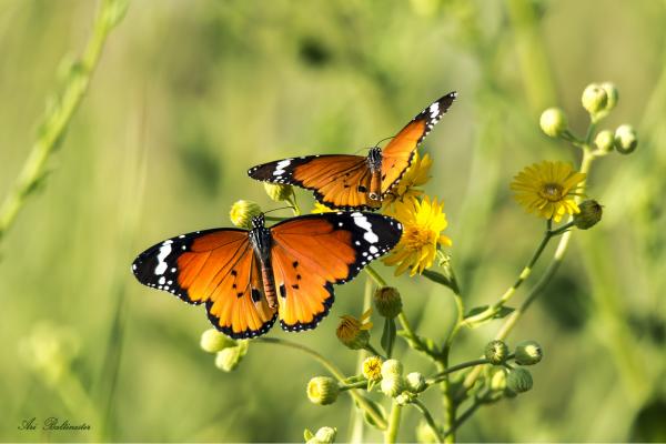 טובים השניים – ארי בלטינשטר | תמונה לסלון בסגנון כפרי