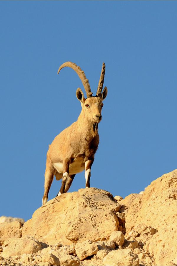 הצופה – אייל הצפון | תמונה לסלון בסגנון מודרני