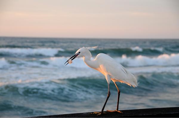 הדייג – אייל הצפון | תמונה לסלון בסגנון ריאליסטי
