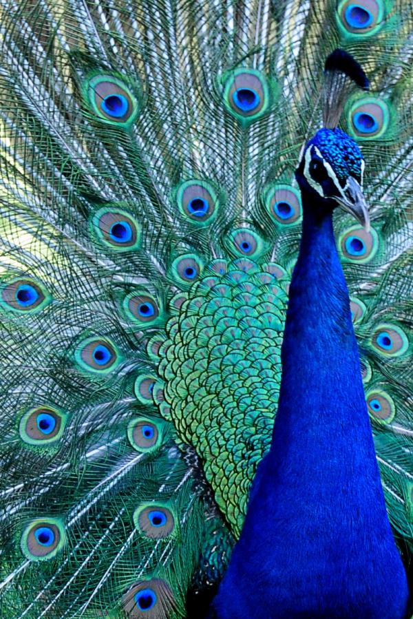 טוס – אייל הצפון | תמונה לסלון בסגנון מודרני