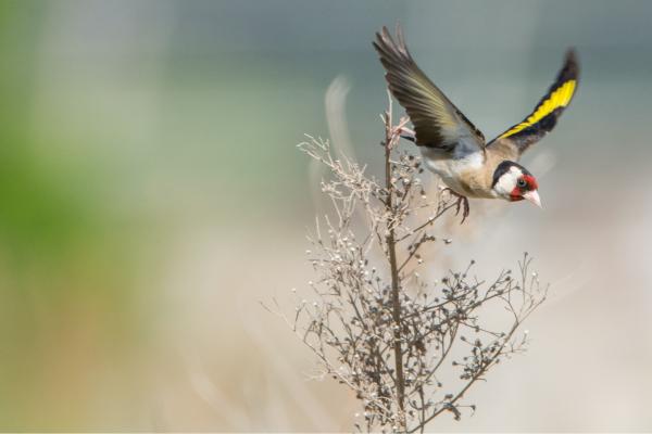 חוחית – אייל הצפון | תמונה לסלון בסגנון כפרי
