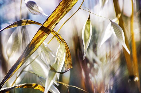 שיבולת – איה אפשטיין | תמונה לסלון בסגנון כפרי