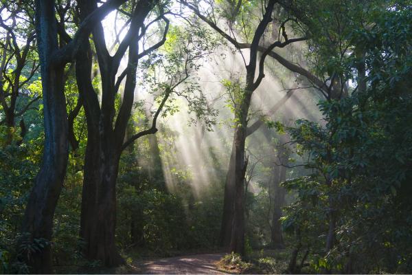 קרני אור ביער – אייל ברטוב | תמונה לסלון בסגנון כפרי