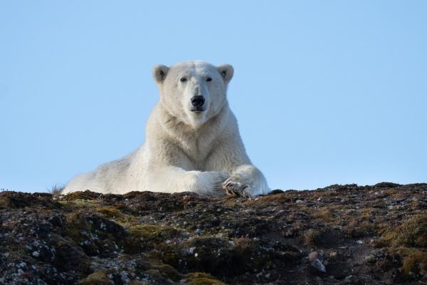 דב קוטב בתצפית – אייל ברטוב | תמונה לסלון בסגנון מודרני