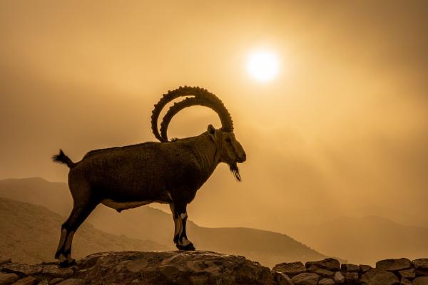 יעל – אייל ברטוב | תמונה לסלון בסגנון מודרני