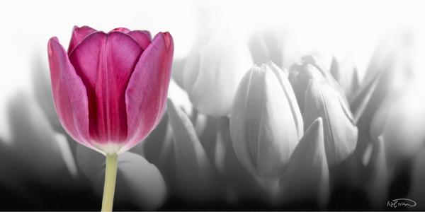 טוליפ-צבעוני – בתיה שגיא | תמונה לסלון בסגנון מודרני