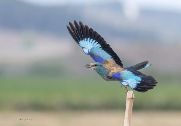 כחול טורקיז – כרמל תדמור | תמונה לסלון בסגנון מודרני