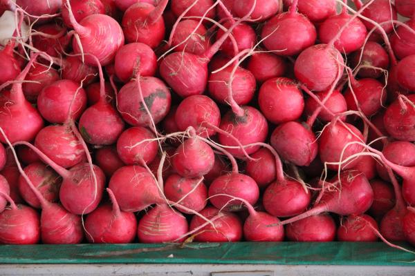 צנוניות – דן ששתיאל | תמונה לסלון בסגנון כפרי