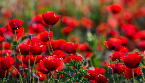פרגים – דורית ברקוביץ | תמונה לסלון בסגנון מודרני
