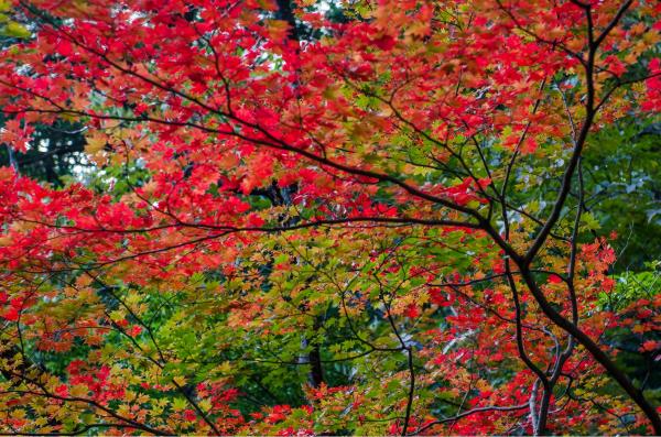 עץ בוער – דורית ברקוביץ | תמונה לסלון בסגנון כפרי