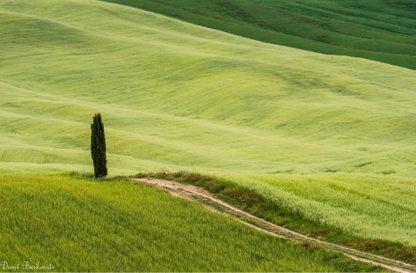 הברוש הבודד – דורית ברקוביץ | תמונה לסלון בסגנון כפרי