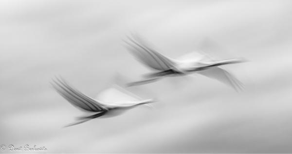 לעוף בזוג – דורית ברקוביץ | תמונה לסלון בסגנון מינימליסטי