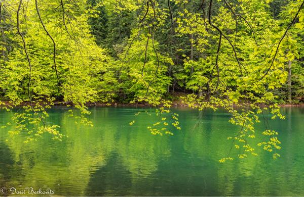 גוונים של ירוק – דורית ברקוביץ | תמונה לסלון בסגנון מודרני