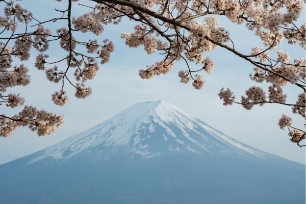 פוג׳י מתחת לסאקורה – גל כהן | תמונה לסלון בסגנון מודרני