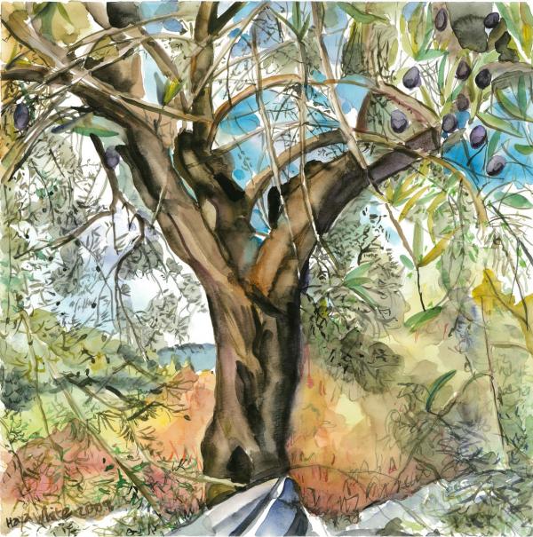 עץ זית עתיק – חיה וייט | תמונה לסלון בסגנון כפרי