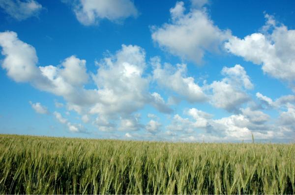 שדה – עידן גיל | תמונה לסלון בסגנון מודרני