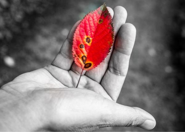 עלה – אילן עמיחי | תמונה לסלון בסגנון מודרני