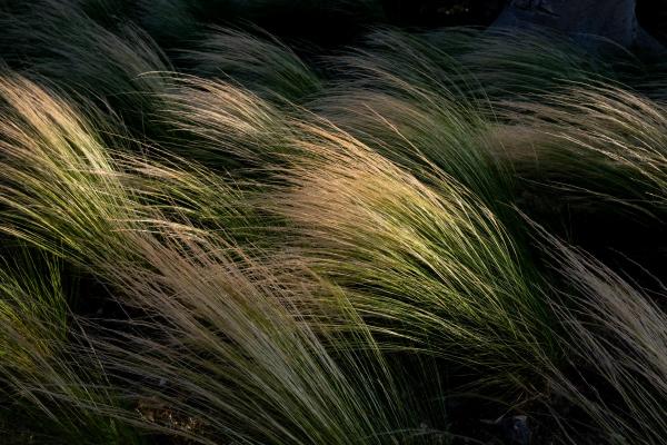 ברוח – אילן עמיחי | תמונה לסלון בסגנון מודרני