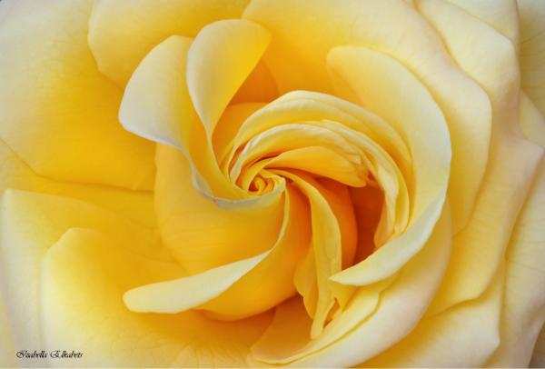 סיחרור צהוב – איזבלה אלקבץ | תמונה לסלון בסגנון מודרני