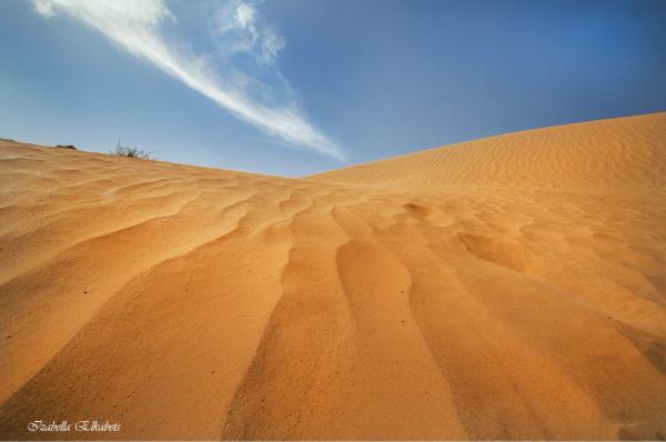דיונה – איזבלה אלקבץ | תמונה לסלון בסגנון מודרני