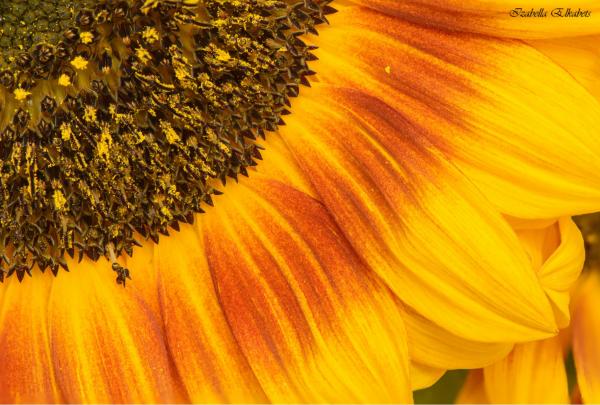 חמניה – איזבלה אלקבץ | תמונה לסלון בסגנון מודרני