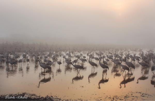 עגורים בערפל – איזבלה אלקבץ | תמונה לסלון בסגנון מודרני