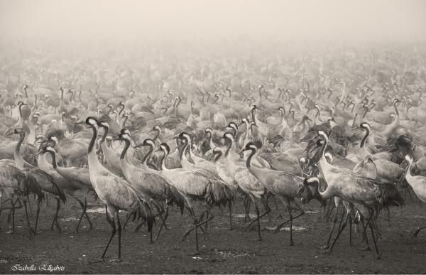 עגורים בערפל – איזבלה אלקבץ | תמונה לסלון בסגנון מודרני